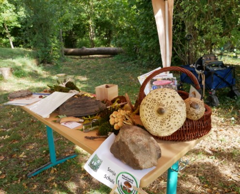 Wald deines Lebens präsentiert Exponate zur Waldpädagogik