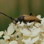 Gemeiner Bockkaefer-Stictoleptura rubra