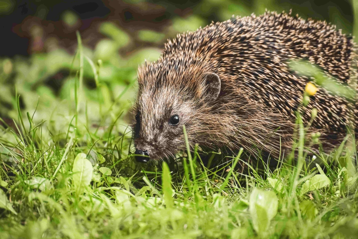 alexas_fotos-woodland-hedgehog-5544642 comp